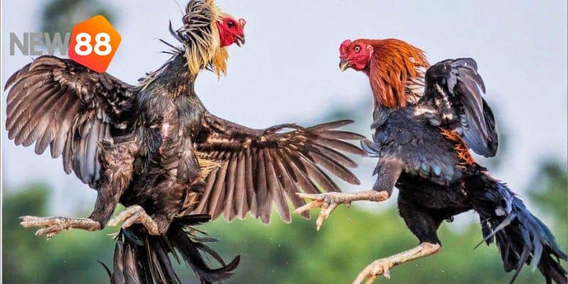 Sơ lược những thông tin thú vị về giống chiến kê thế gà đá xạ