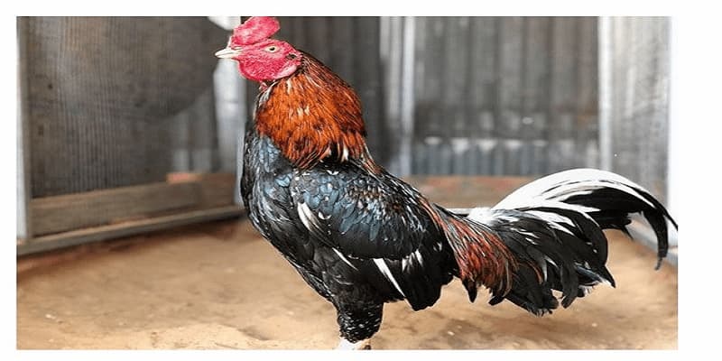 Môi trường sống ảnh hưởng trực tiếp đến sự phát triển của gà